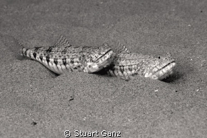 Pair of lizzard fish. Converted to BW in PSE8. by Stuart Ganz 